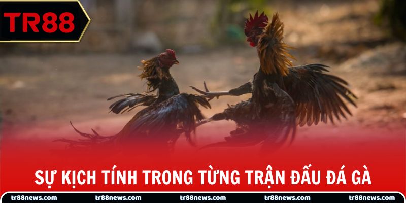Sự kịch tính trong từng trận đấu đá gà